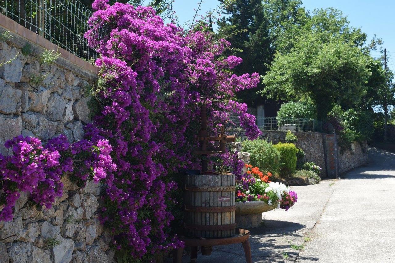 Il Grappolo Anacapri (Isola di Capri)