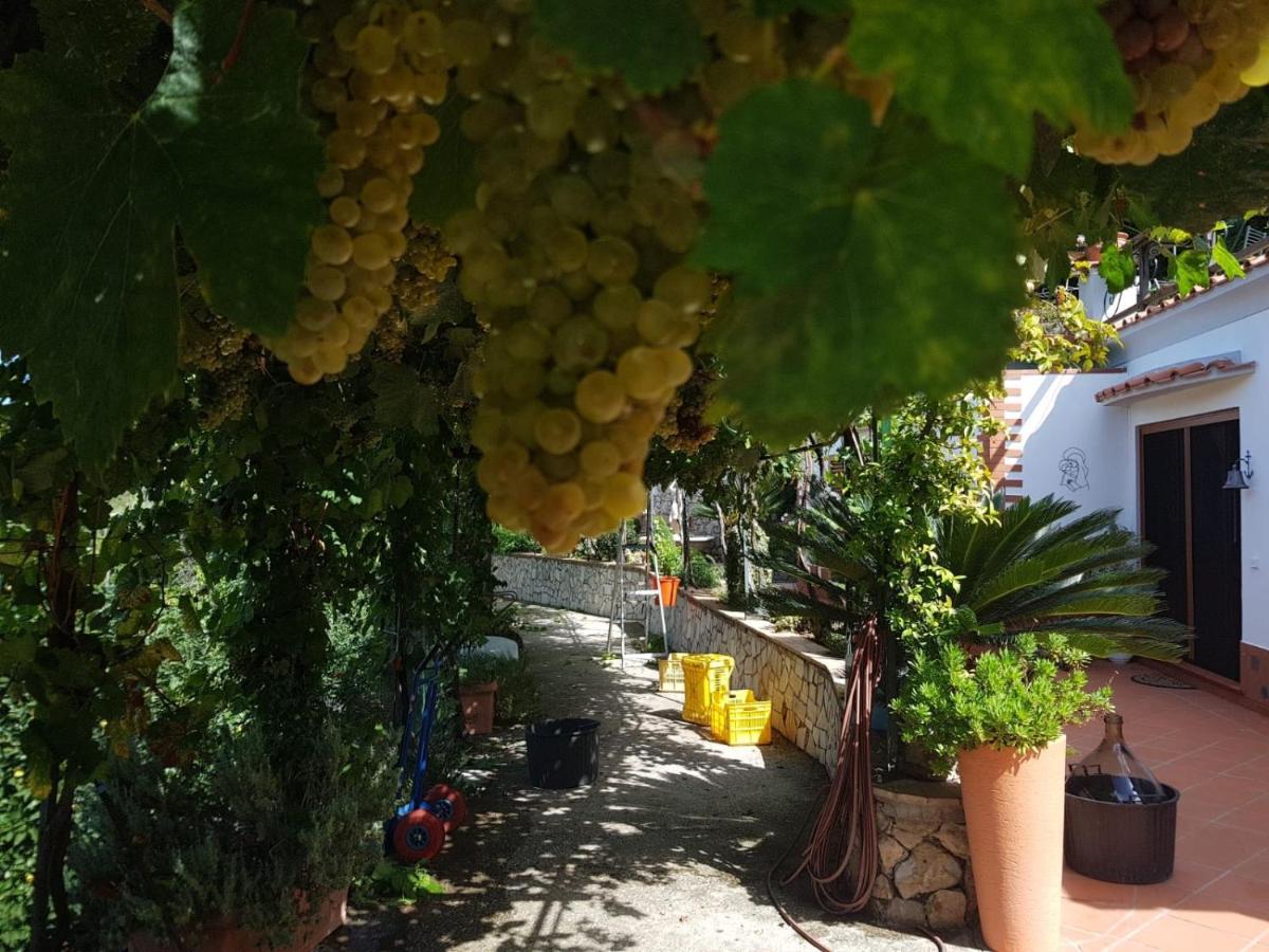 Il Grappolo Anacapri (Isola di Capri)