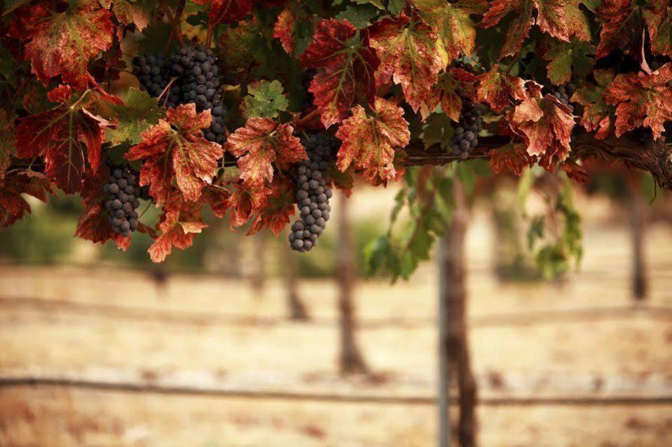 Il Grappolo Bed & Breakfast
